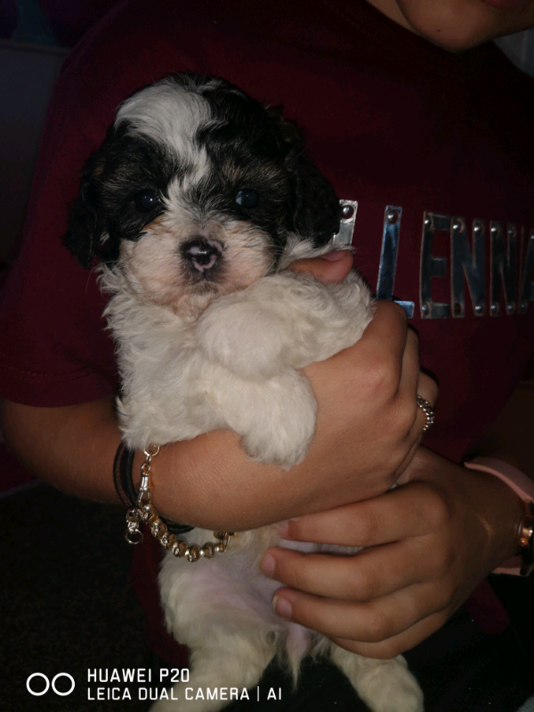 gumtree teddy bear puppies